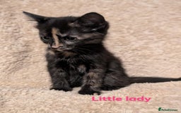 British Shorthair cats for sale: 1/4 maine coon British kittens - Image 3