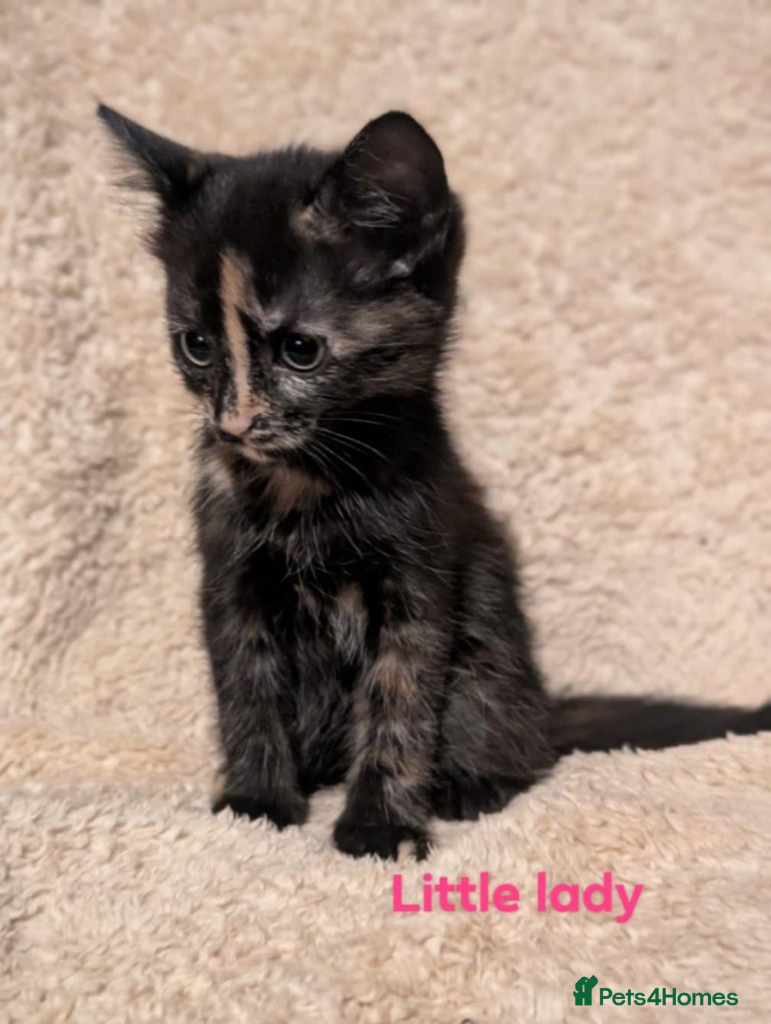 British Shorthair cats for sale: 1/4 maine coon British kittens - Image 3