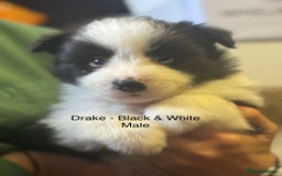 Border Collie dogs for sale: Pure Bred Border Collie Puppies For Sale - Image 11