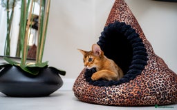 Abyssinian cats for sale: One of the Kind Abyssinian Girl-Champions Pedigree - Image 21