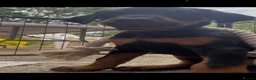 Dobermann dogs for sale: ❤️ Exceptional Family-Raised Doberman Puppies ❤️ - Advert 9