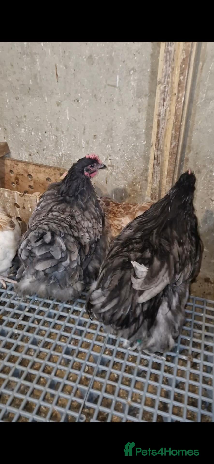 Chickens poultry Orpington pair  - Advert 11