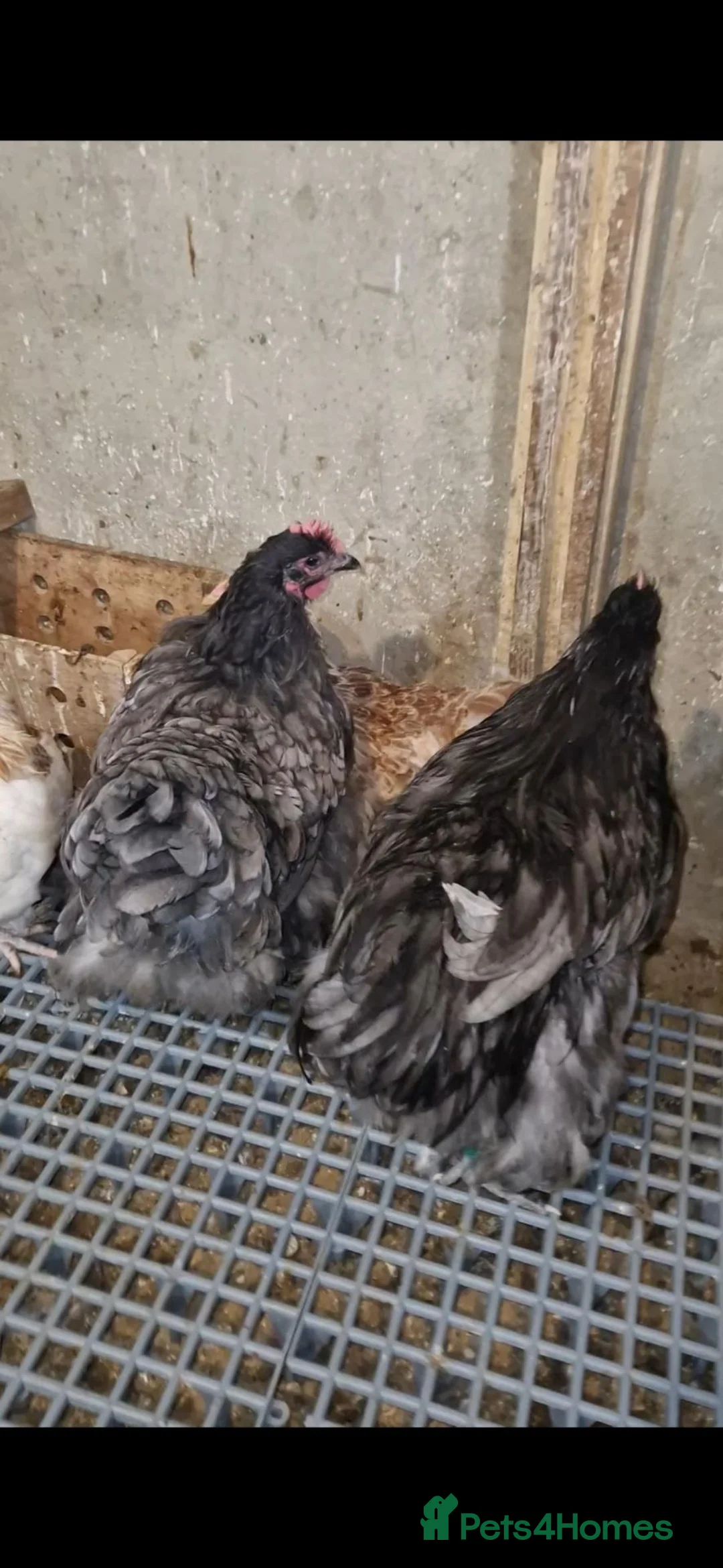 Chickens poultry for sale: Orpington pair  in Barking - Advert 1