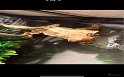 Gecko reptiles for sale: Crested gecko  - Image 2