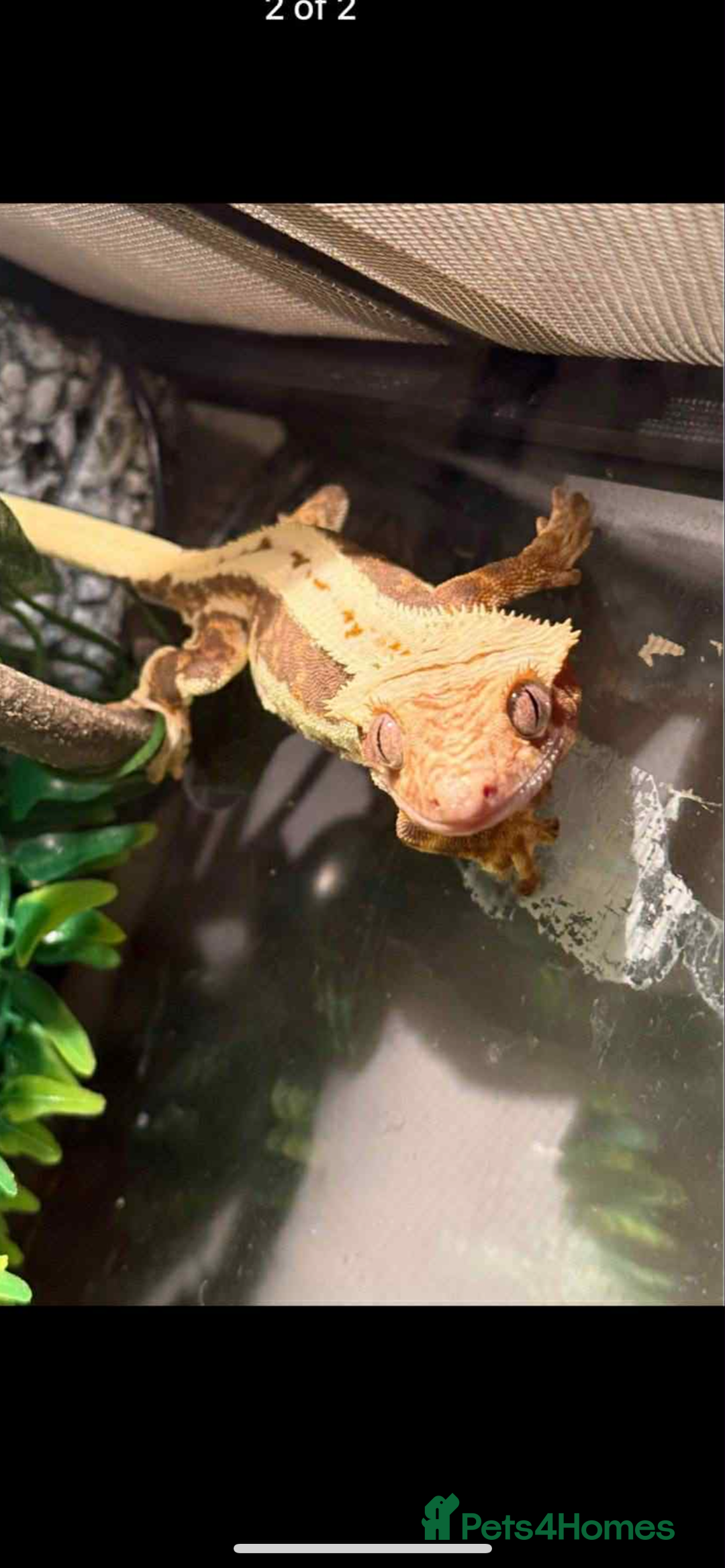 Gecko reptiles for sale: Crested gecko  - Image 2