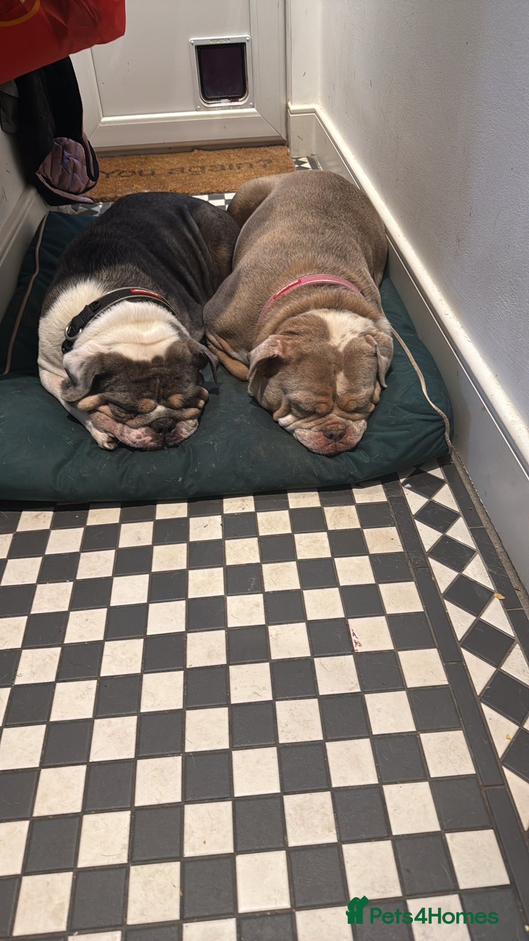 Olde English Bulldogge dogs for sale: Olde English Blue Merle Tri Puppies - Advert 4