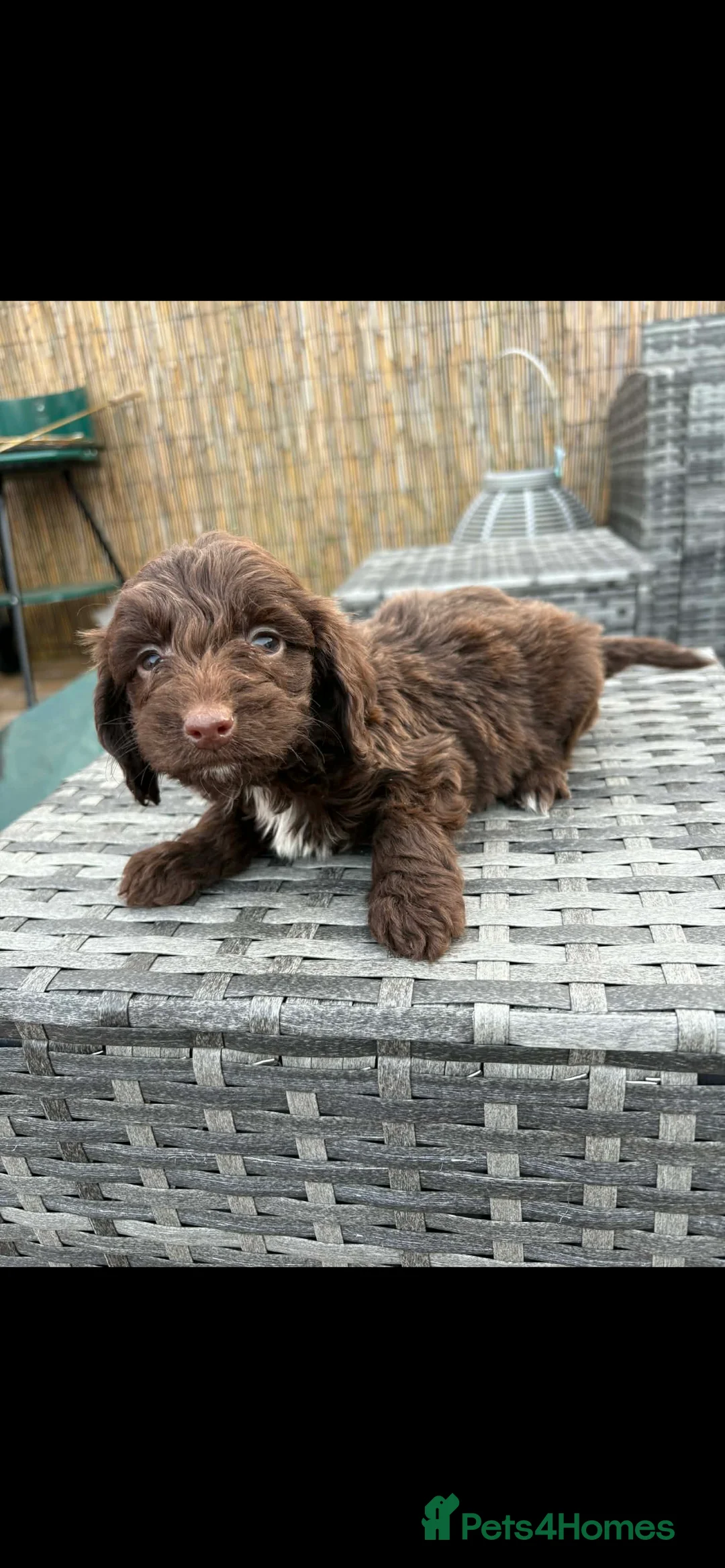 Cockapoo dogs for sale: Cockapoo pups  - Advert 26