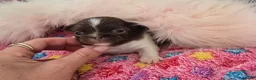 Chihuahua dogs for sale: Xx stunning Quality Kc chocolate litter Xx - Advert 6