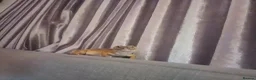 Leopard Gecko reptiles for sale: Female leopard gecko  - Advert 4