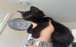 British Longhair cats for sale: Ready to home🤍 3 Black Tabby & 2 Multicoloured - Image 6