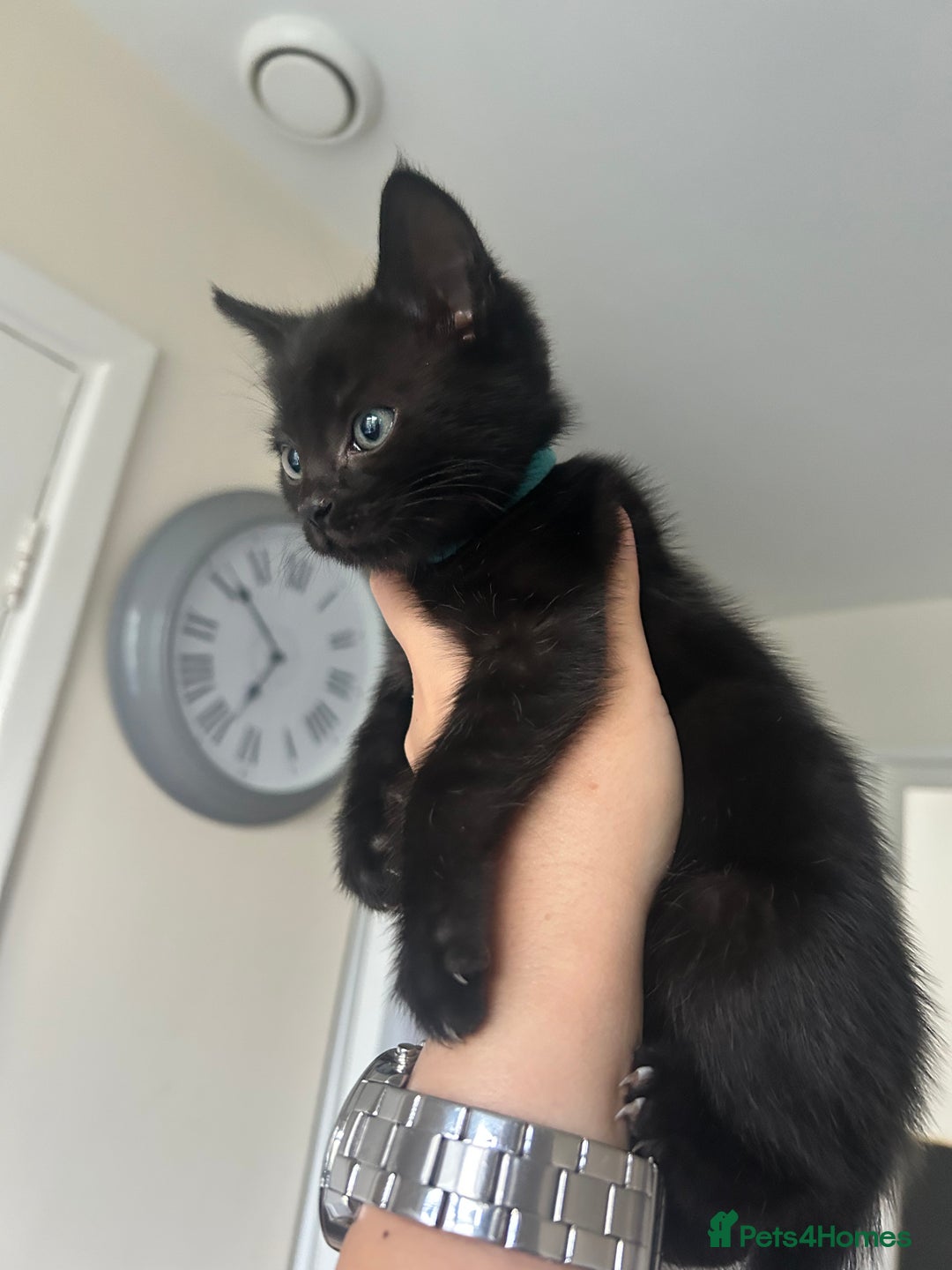 British Longhair cats for sale: Ready to home🤍 3 Black Tabby & 2 Multicoloured - Image 6