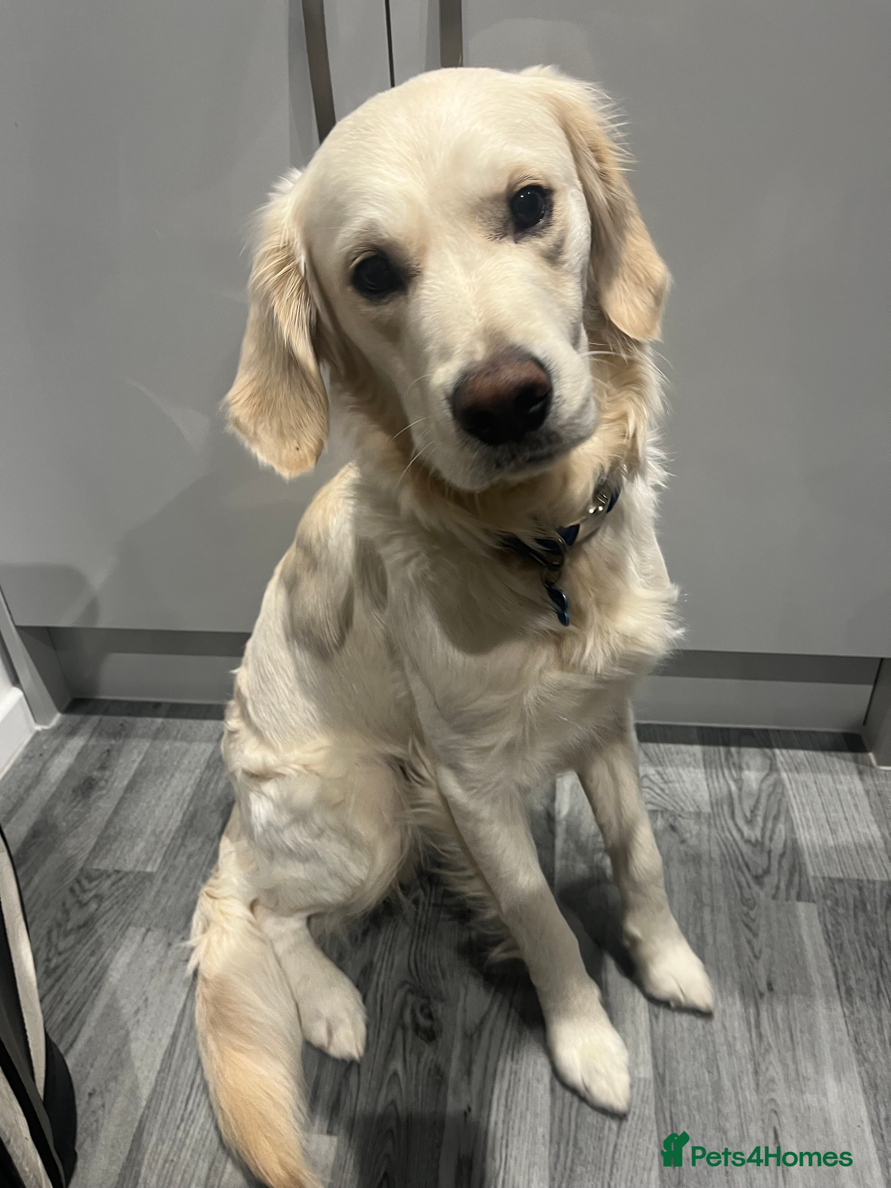 Golden Retriever dogs Golden retriever stud - Advert 1