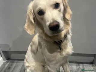 Golden Retriever dogs Golden retriever stud - Advert 1