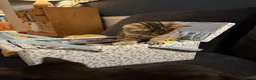 Mixed Breed cats for sale: Beautiful kittens  - Advert 6