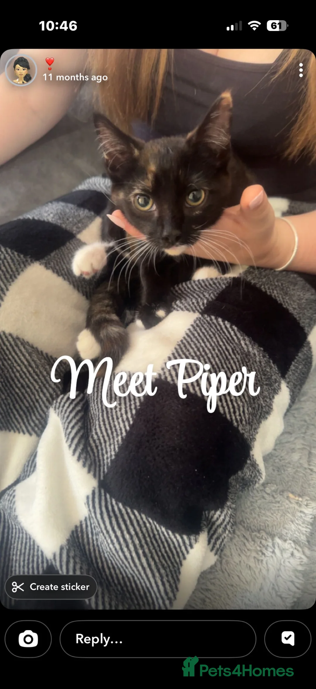 Mixed Breed cats for sale: Female kitten  in Birmingham - Advert 8