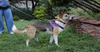 Mixed Breed dogs  ❤️🐶Lanie 4-year-old girl with golden heart❤️🐶 - Advert 7