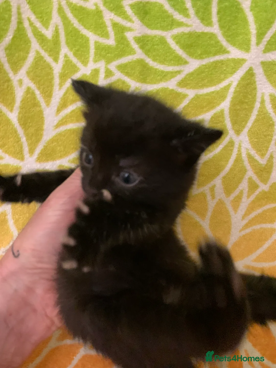 Bombay cats for sale: 🐾 Loving Homes Wanted for 4 Roxy’s Kittens 🐾 - Advert 16