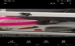 Pygmy Hedgehog rodents for sale: Female hedgehog - Image 2