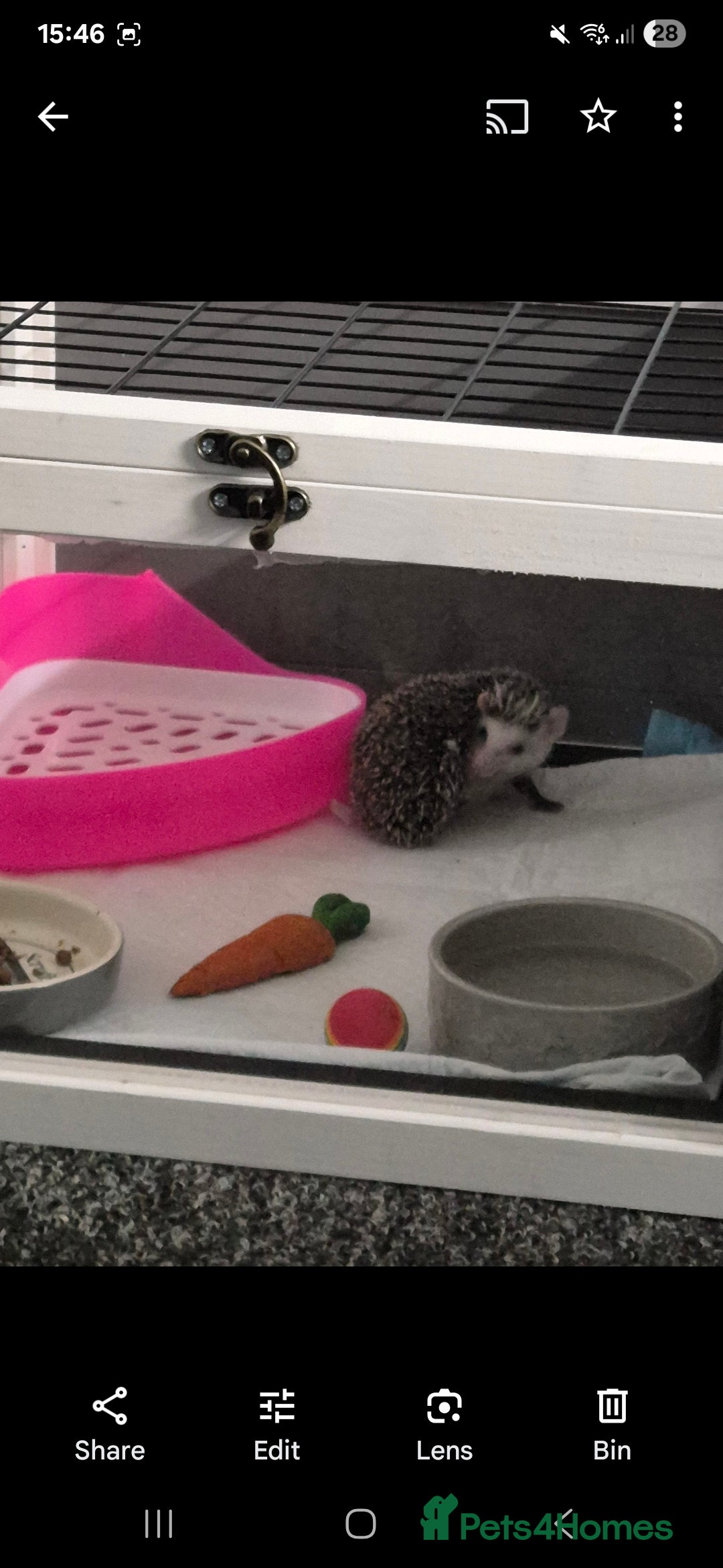 Pygmy Hedgehog rodents for sale: Female hedgehog - Image 2