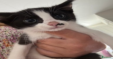 Mixed Breed cats - Advert 8