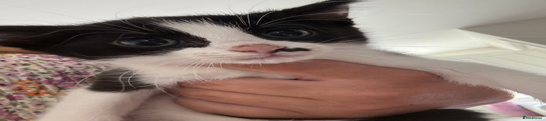 Mixed Breed Kitten 2