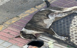 Mixed Breed dogs for adoption: 💔ELESE, the young dog that tried to give up life! - Image 2