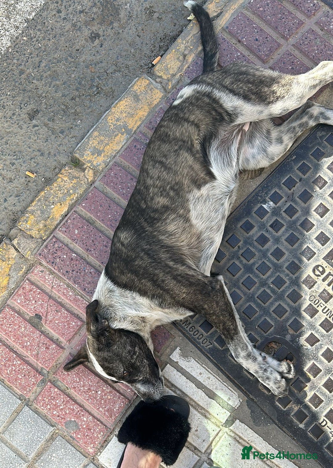 Mixed Breed dogs for adoption: 💔ELESE, the young dog that tried to give up life! - Image 2