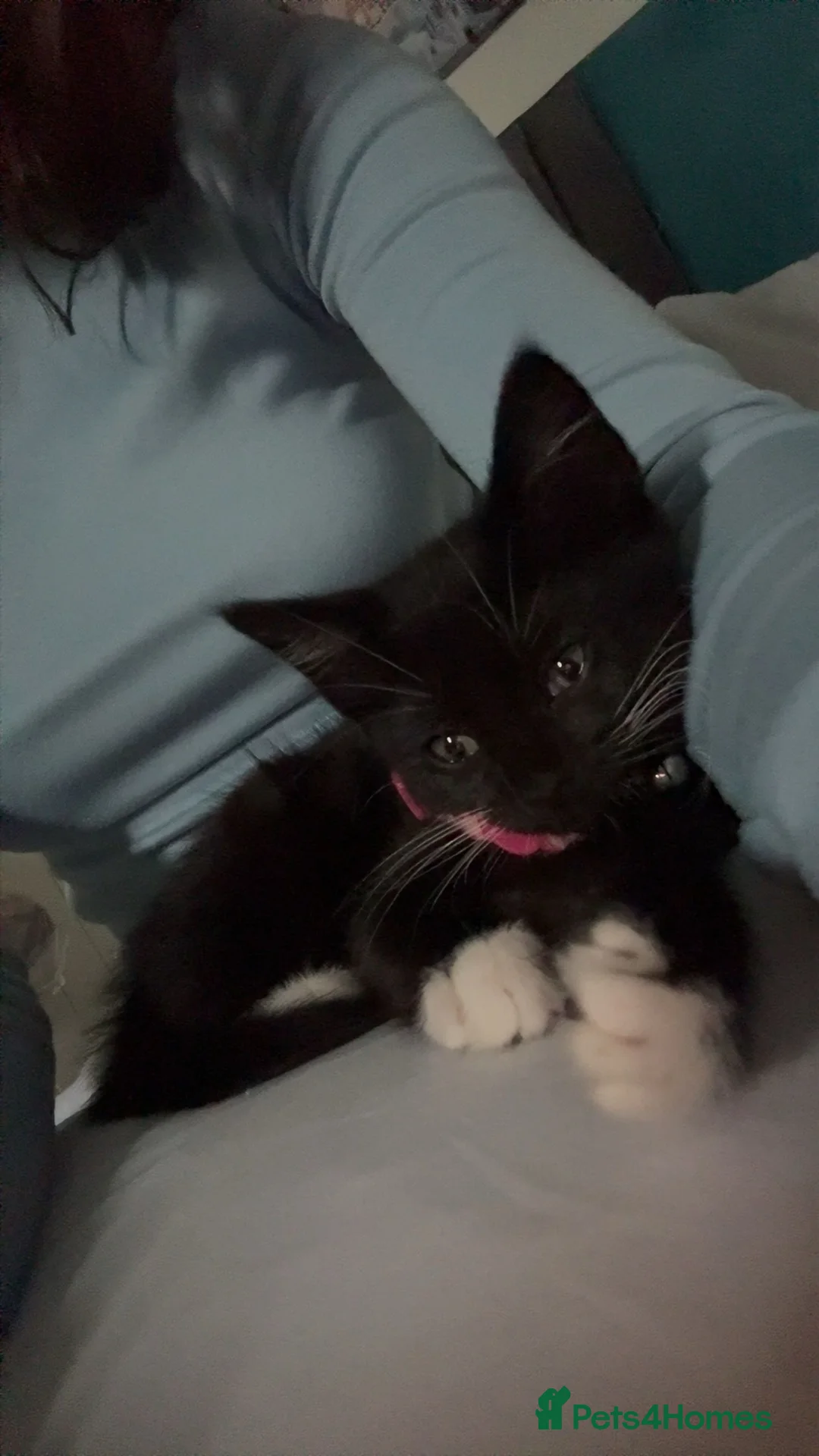 Mixed Breed cats for sale: 12 weeks old kitten for sale😍 in Leeds - Advert 2