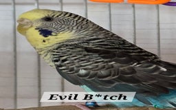Budgerigars birds for sale: For rehome to pet home only 5 FRENCH MOULT budgies - Image 5