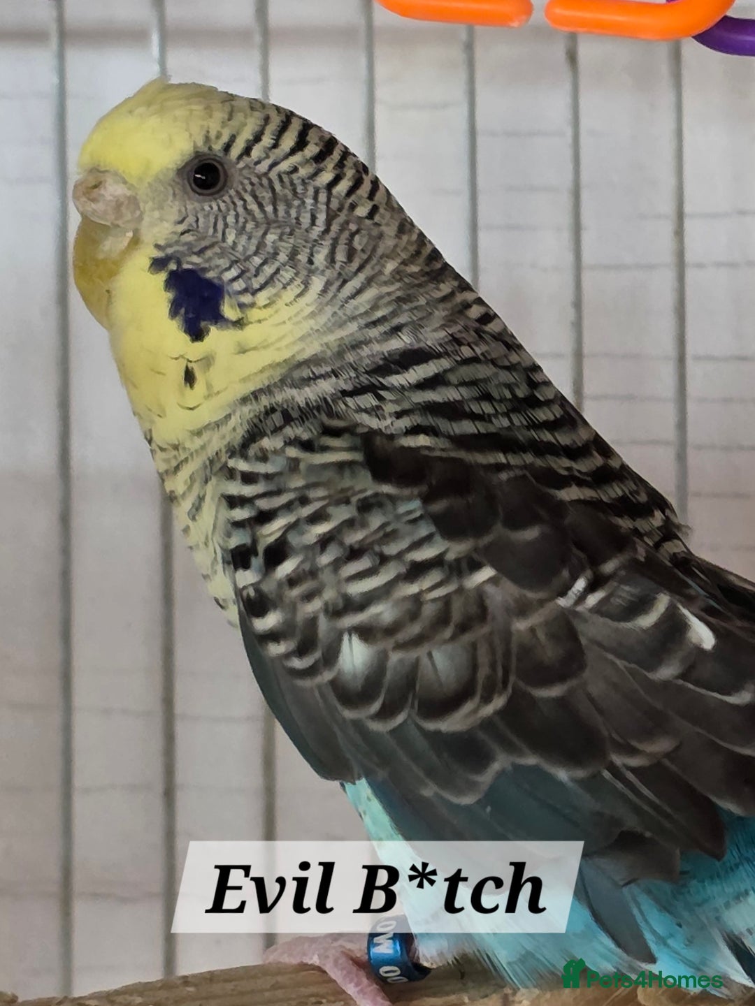 Budgerigars birds for sale: For rehome to pet home only 5 FRENCH MOULT budgies - Image 5