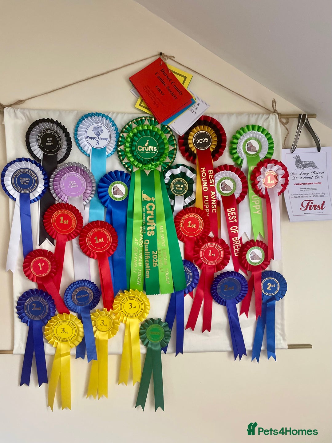 Miniature Dachshund dogs for stud: KC Registered - Health Tested - Proven Stud Dog 🏅 - Advert 14