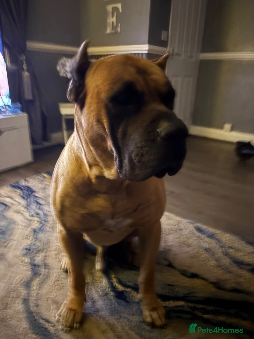 Presa Canario dogs for stud: Gorgeous pressa 10/10  in Liverpool - Advert 2