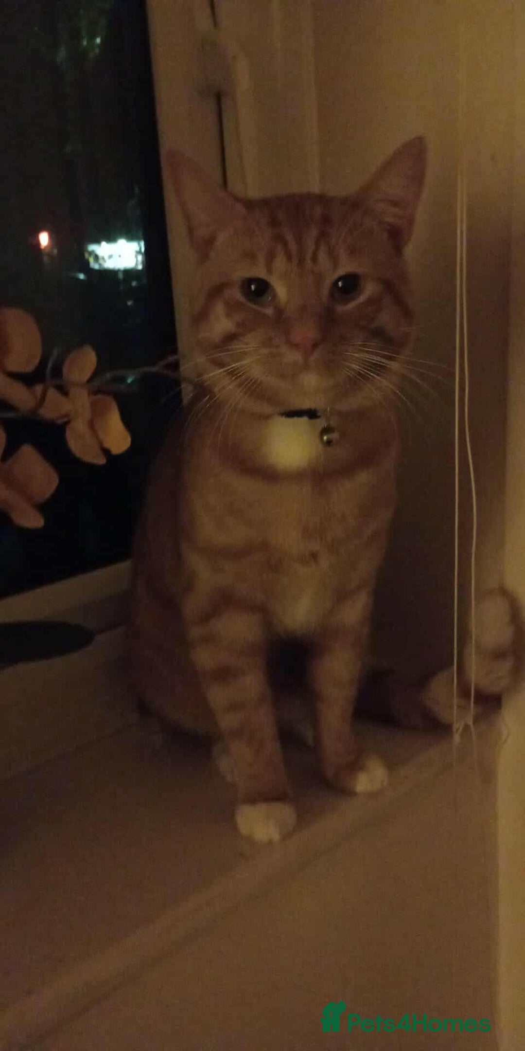 Mixed Breed cats for sale: Male Tabby - Advert 1