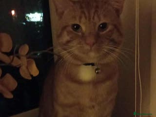 Mixed Breed cats Male Tabby - Advert 2