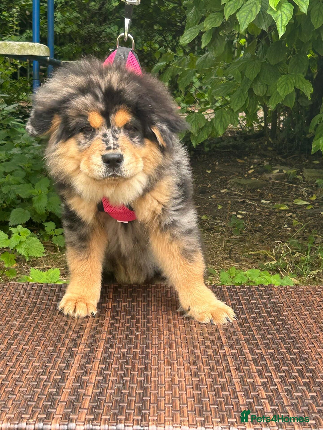 Chow Chow dogs for sale: ‘Annie’ Anastasia  - Image 1