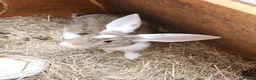 Continental Giant rabbits for sale: Continental giant rabbits - Advert 3