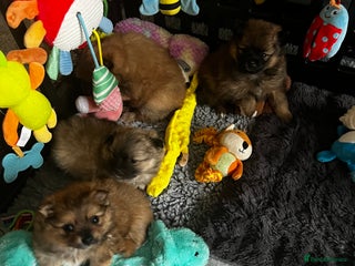 Pomeranian dogs Gorgeous Pomeranian Puppies, 1 Girl and 1 Boy - Advert 4