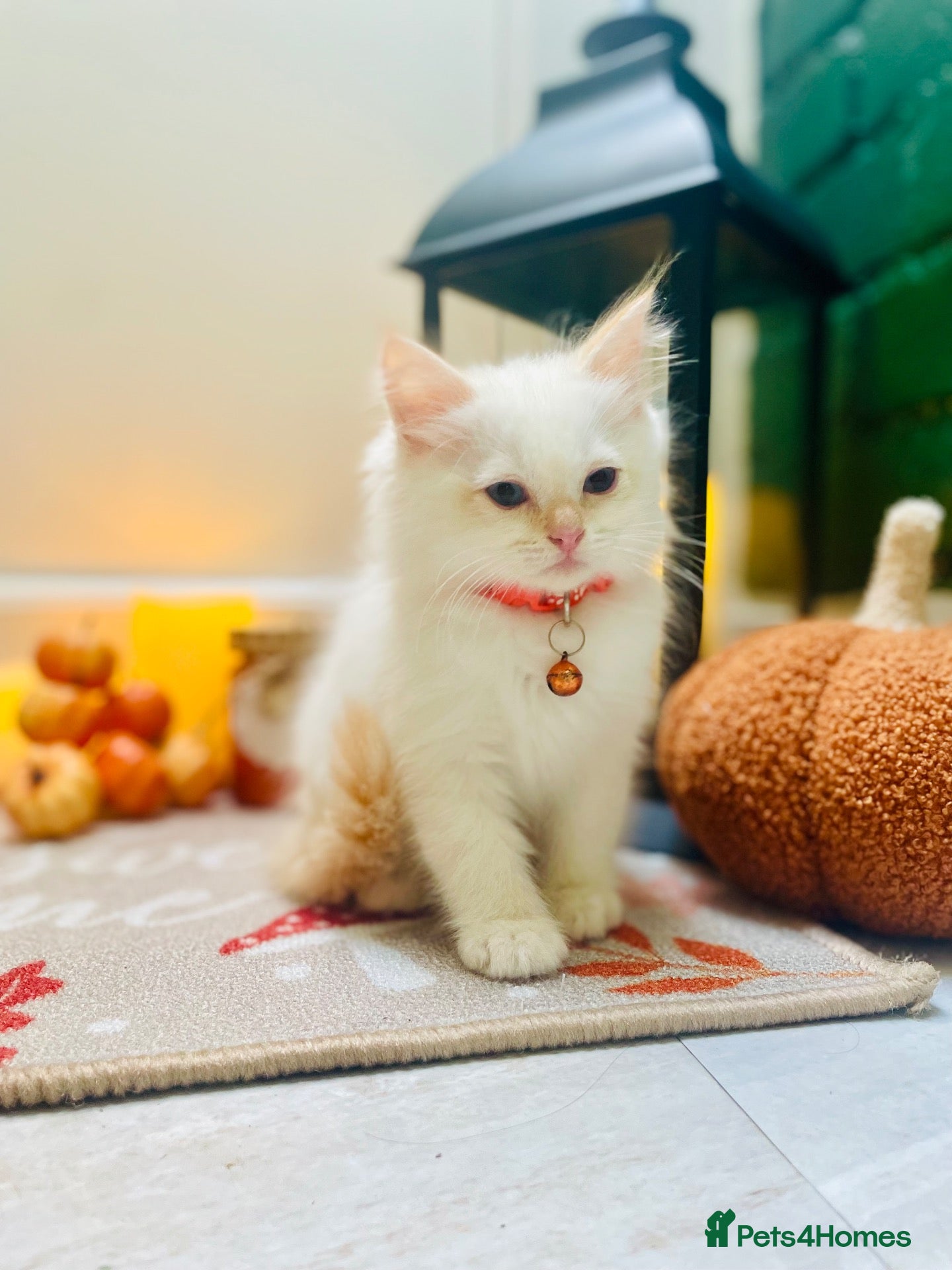 Ragdoll cats Pedigree ragdolls with docs and certificates - Advert 1