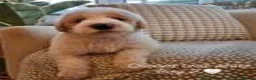 Labradoodle dogs for stud: Hypoallergenic Health Checked Labradoodle PROVEN  - Advert 30