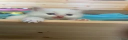 Ragdoll cats for sale: Beautiful ragdolls - Advert 18