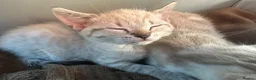 Bengal cats for sale: 8 wk snow female bengal  - Advert 6