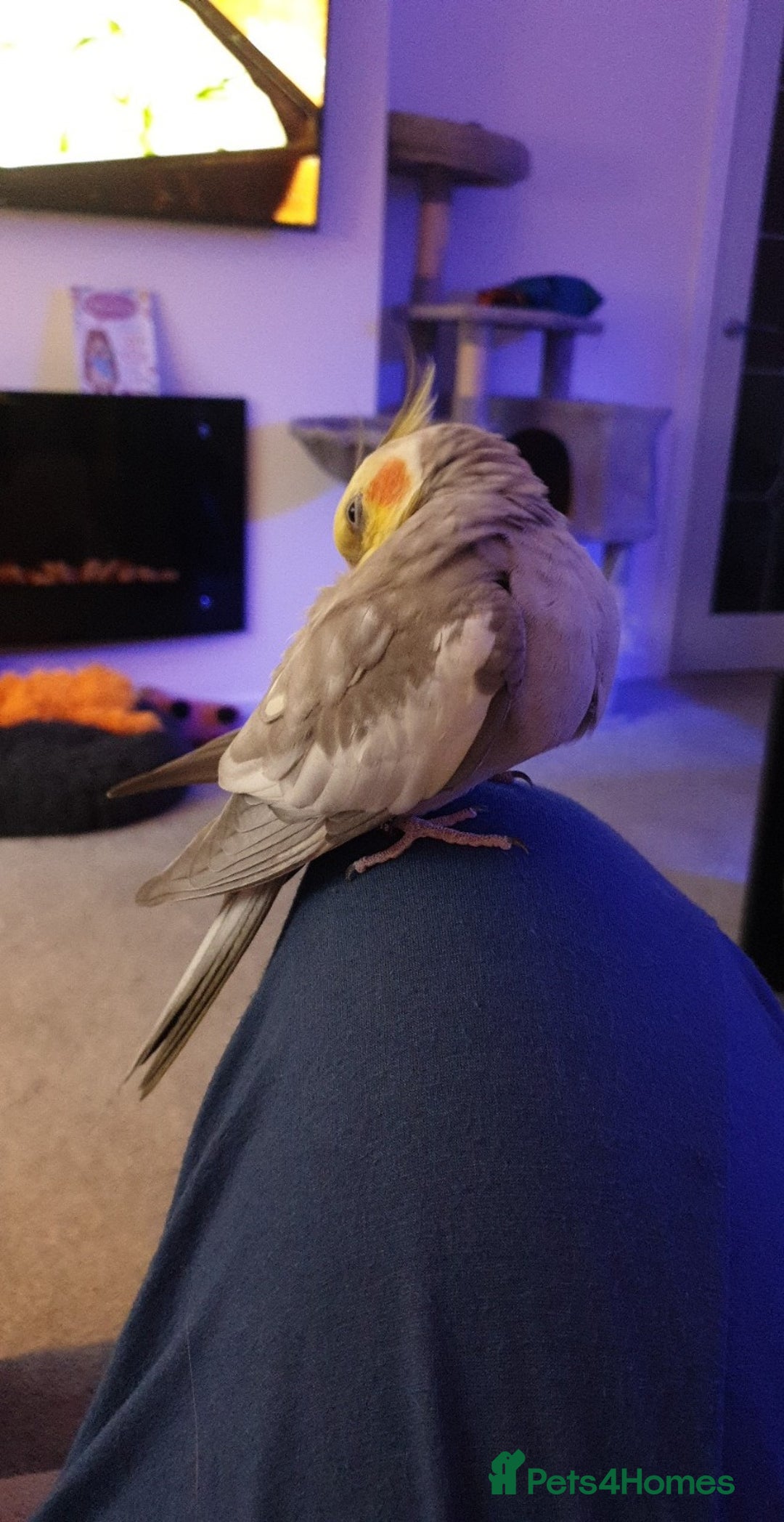 Cockatiels birds for sale: Hand reared male cinnamon cockateil  - Advert 4