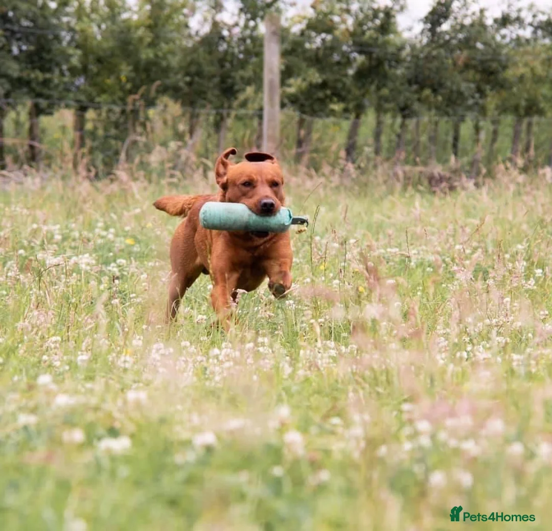 Labrador Retriever dogs for stud: Fox red labrador for stud- FULLY HEALTH TESTED  in Leyburn - Advert 5