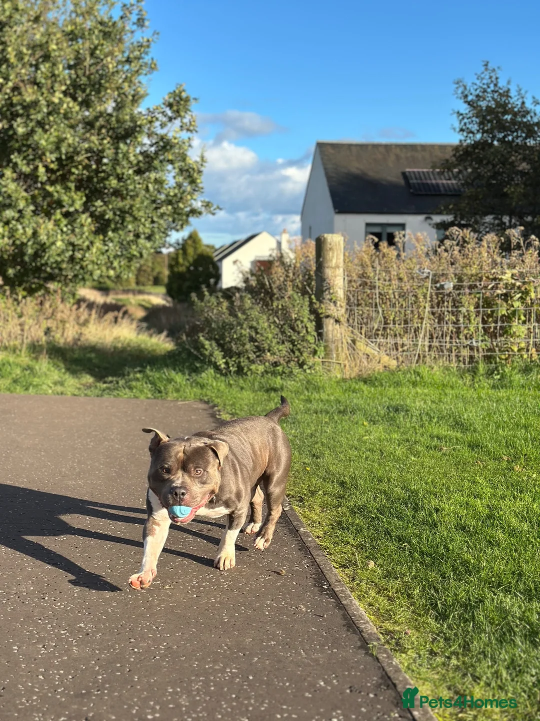 American Bully dogs for stud: 🦍🔥POCKET BULLY STUD AVAILABLE 🔥🦍 - Advert 8