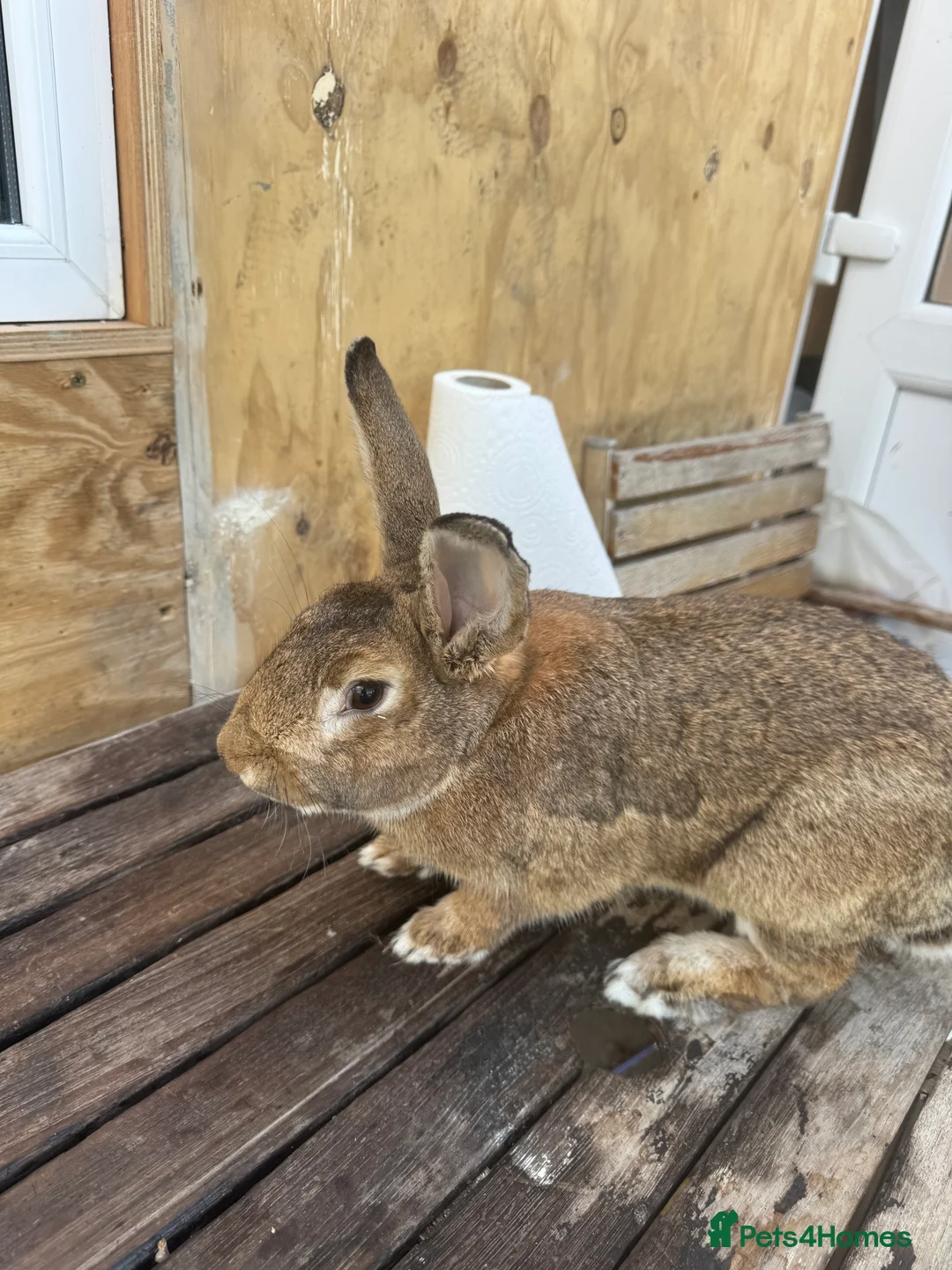 British Giant rabbits for sale: seven months old, very friendly easy to handle  - Advert 1
