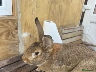 British Giant rabbits seven months old, very friendly easy to handle - Advert 5