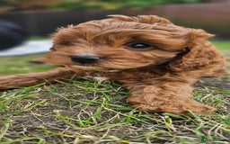 Cavapoo dogs for sale: Cavapoo dna clear  - Image 8