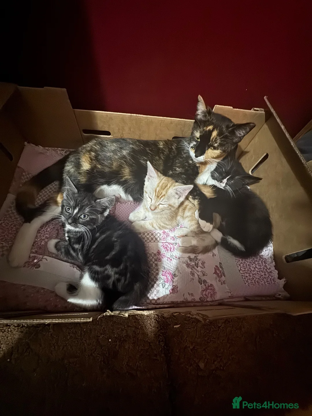 Mixed Breed cats for sale: Gorgeous kittens  - Advert 17