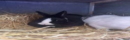 Mixed Breed rabbits for sale: Beautiful rescue rabbits looking for a home  - Advert 7