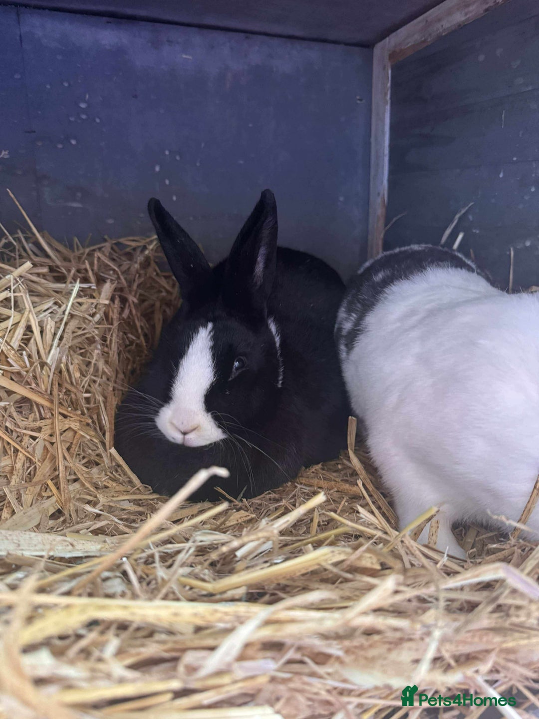 Mixed Breed rabbits for sale: Beautiful rescue rabbits looking for a home  - Advert 7